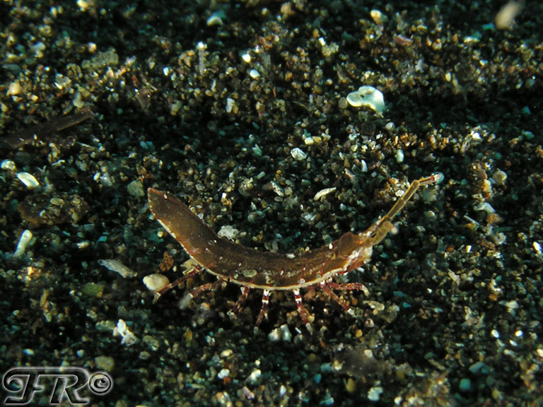 idoteidae da identificare